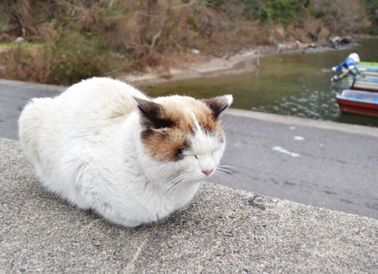 沖島の猫の画像